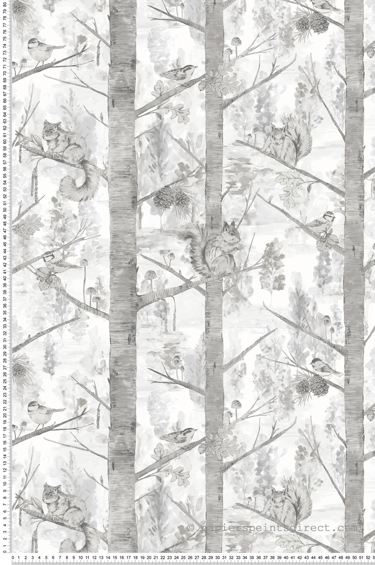 Avoir Images Papier Peint Arbre Foret Ecureuils Gris Naturoscope De Montecolino actualisé salutations
